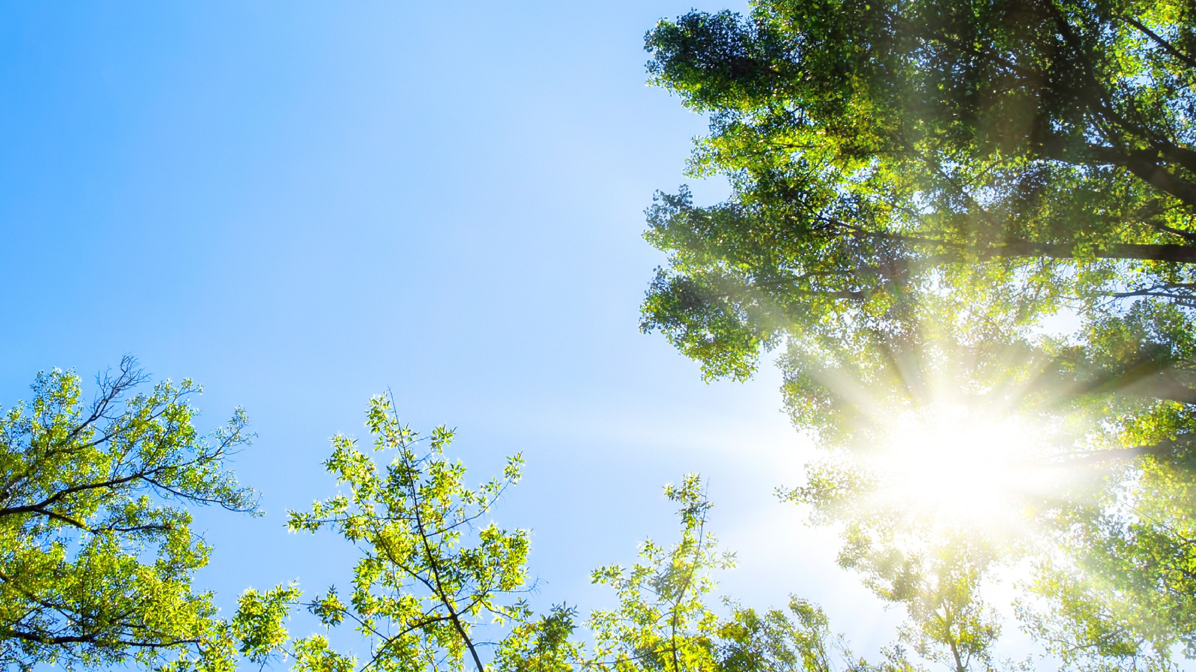 Sunshine Through Trees Hero